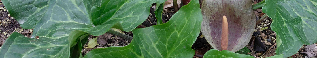 Arum Lilies - Unique Aroid Plants for the Perennial Garden