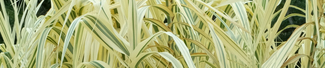 Plant Profile: Arundo donax 'Peppermint Stick'