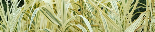 Plant Profile: Arundo donax 'Peppermint Stick'