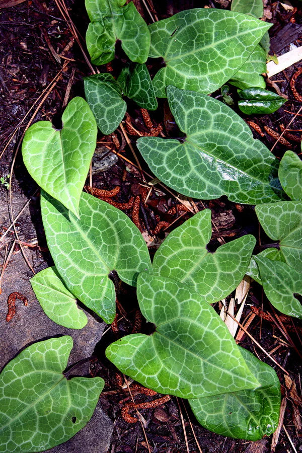 Find the Best Perennials for Your Hardiness Zone