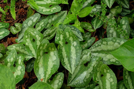 Which Plants Make the Best Groundcovers?