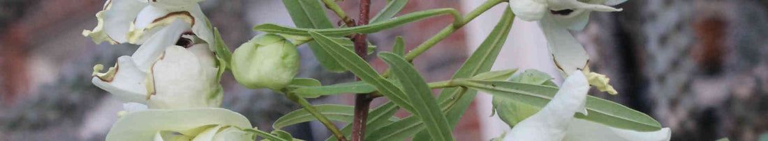 Gardening Unplugged - Jurassic Garden