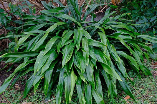 Shady Plants for Woodland Gardens