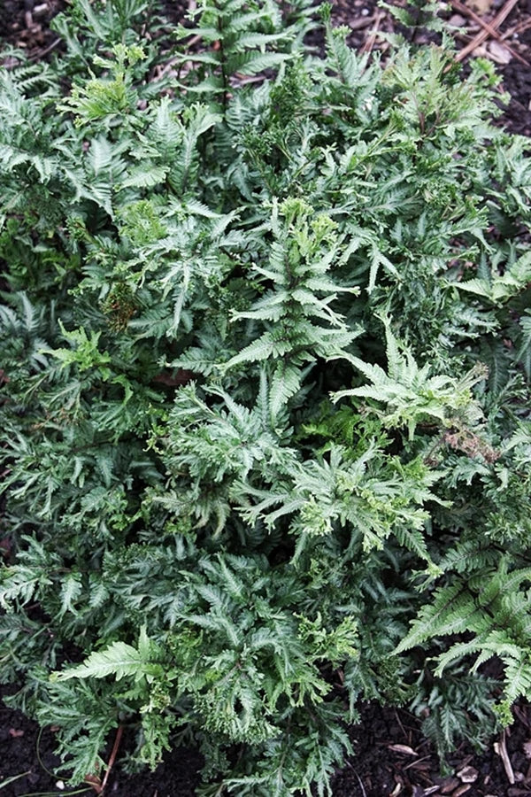 Ferns Are Excellent Choices for the Perennial Garden