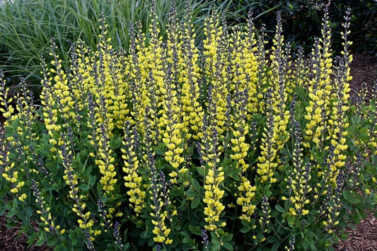Adding Perennial Wildflowers to Your Garden?