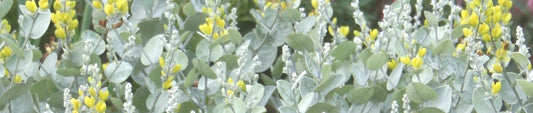 Gardening Unplugged - Ex situ Conservation