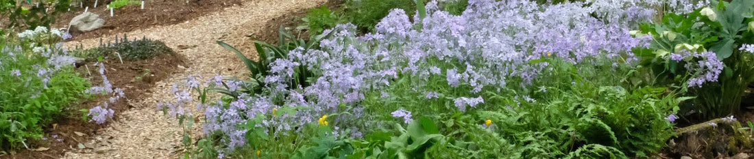Basics of Planting: How to Plant Perennials