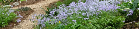 Basics of Planting: How to Plant Perennials
