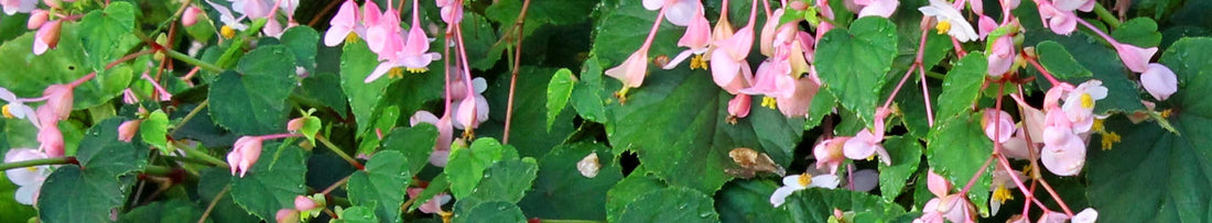 Best Flowering Perennials for Spring and Summer