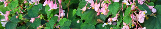Best Flowering Perennials for Spring and Summer