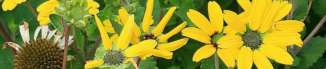 Gardening Unplugged - Fragrant Plants