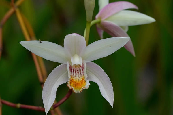 Find a Unique and Exotic Plant at an Online Garden Nursery