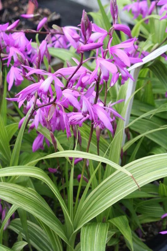 Plant Perennials That Bloom All Summer