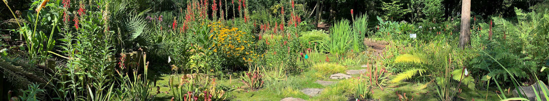 What to Plant and Why: All Natives are Not Created Equal