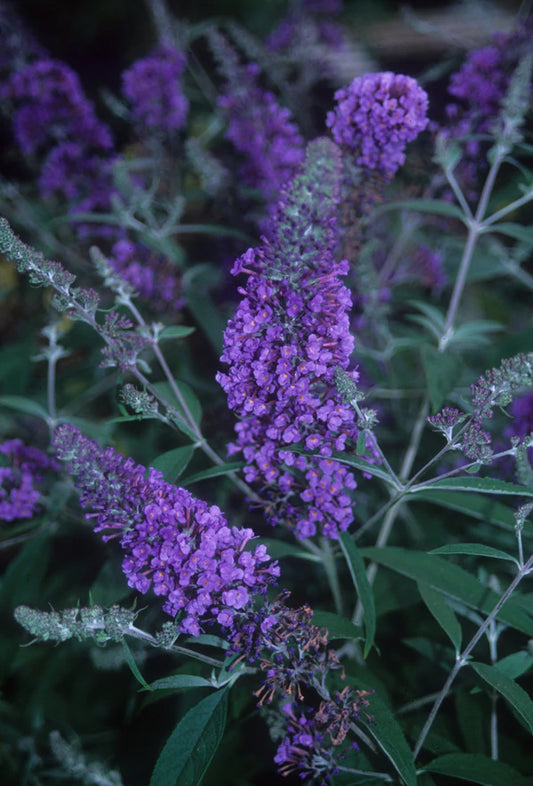 Give Your Garden Everlasting Beauty with Perennial Flowers