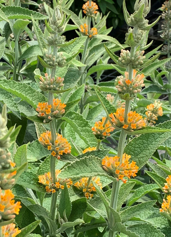 Perennial Plants Will Fill Your Garden Year After Year