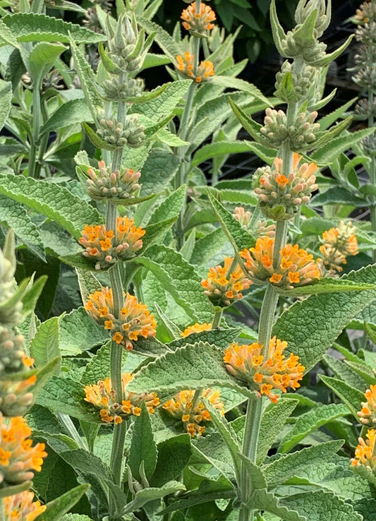 Perennial Plants Will Fill Your Garden Year After Year