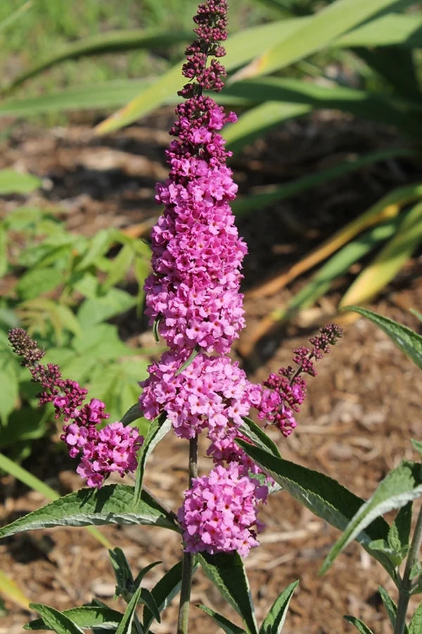 Bring Your Garden to Life with a Butterfly Bush
