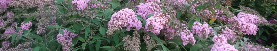 Top 5 Favorite Butterfly Bush Cultivars