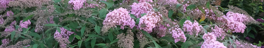 Top 5 Favorite Butterfly Bush Cultivars