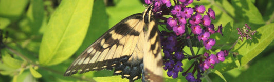 How to Build a Butterfly Garden