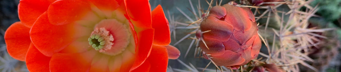 Cacti and Succulents