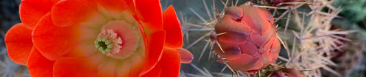 Cacti and Succulents