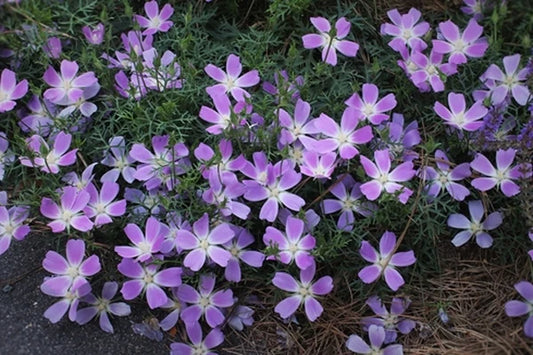 Searching for Native Plants
