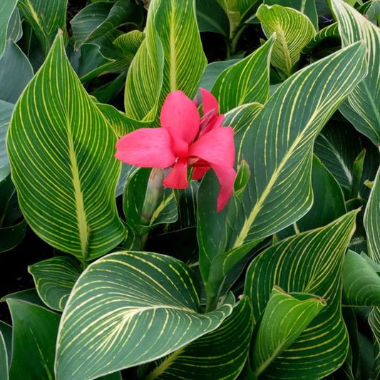 Canna Lilies in the Garden