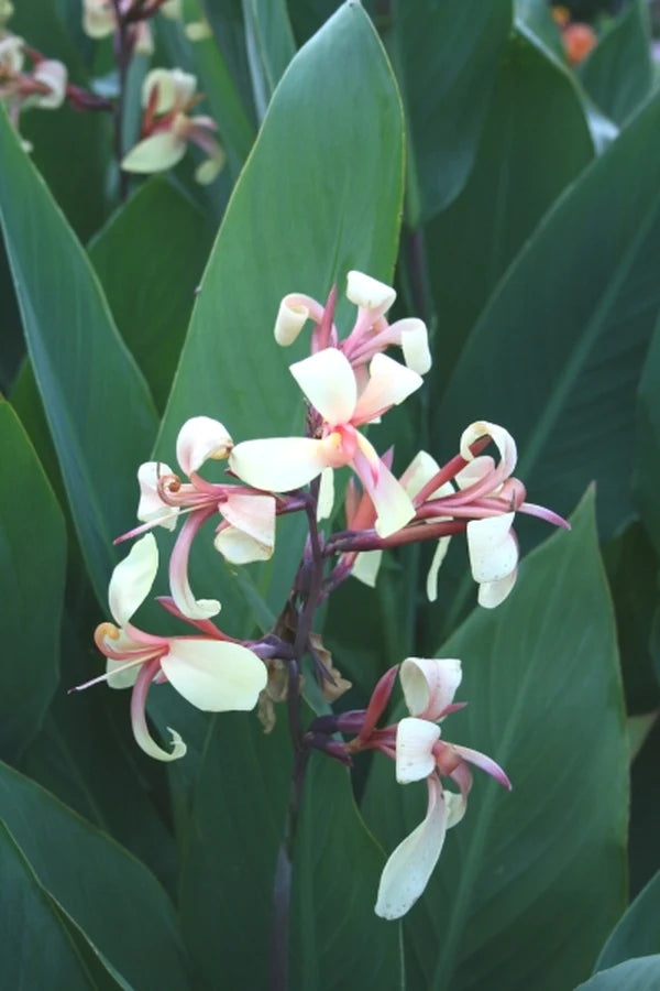 Lovely Canna Plants Start With Sourcing the Best Canna Bulbs