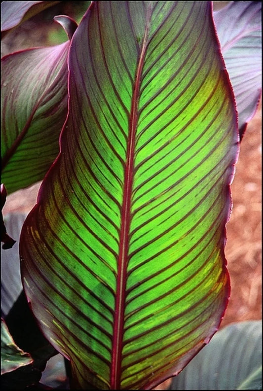 A Wide Range of Perennial Plants for All Hardiness Zones