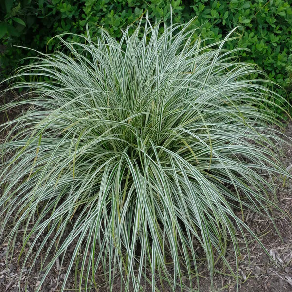 A Plant Nursery offering Shade Garden Perennials