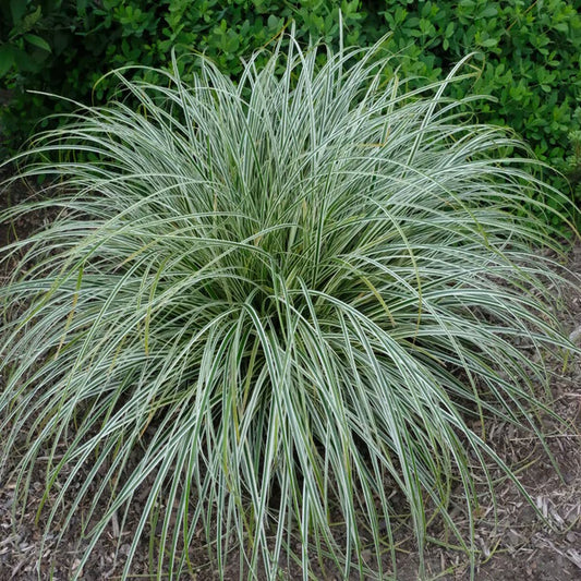 A Plant Nursery offering Shade Garden Perennials
