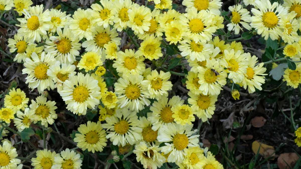 Buy Plants Online Including Flowering Perennials