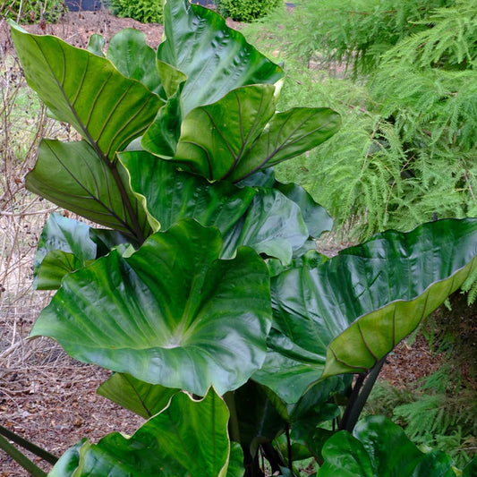 Colocasia - Elephant Ear for the Garden