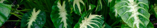 Incorporating Elephant Ears into Your Summer Garden