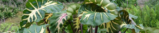 Gardening Unplugged - Establishing Tropical Plants