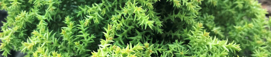 Gardening Unplugged - Gardening with Conifers