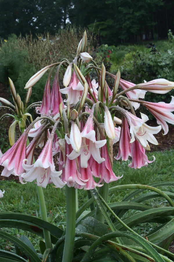 Enter the Crinum lily