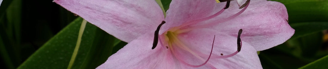 Crinum Lilies: How To Make New Varieties at Home
