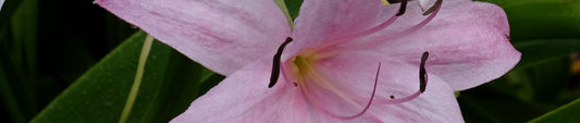 Crinum Lilies: How To Make New Varieties at Home