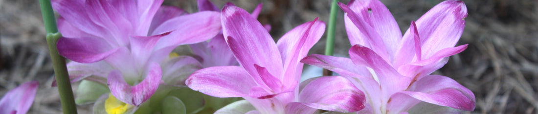 Curcuma longa - Grow Turmeric In Your Garden