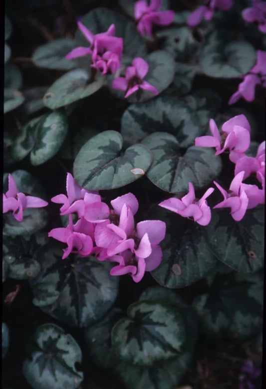 Perennial Plants that Grow in Shade - Full Shade Perennials