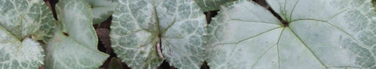 The Best Low-maintenance Ground Covers for Shade