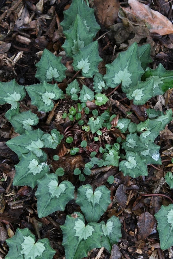 Hardy Cyclamen for the Woodland Perennial Garden