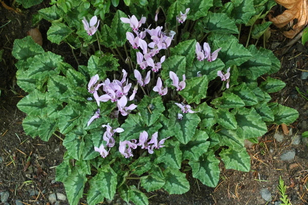 Great Drought Tolerant Plants That Produce Flowers For the Shade Garden
