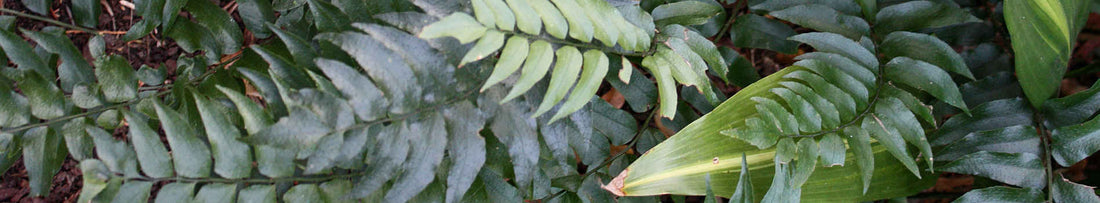 Evergreen Ferns for the Woodland Garden