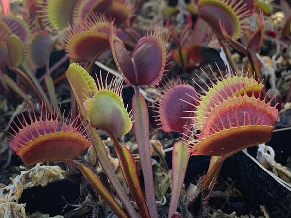 Native Plants That Thrive in Your Garden
