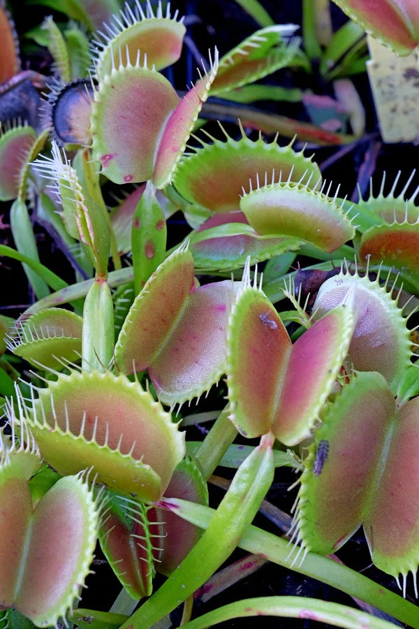 Buy Unique Plants from our Online Mail Order Nursery