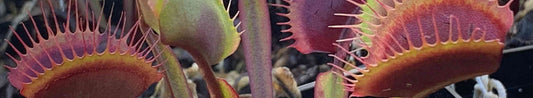 Gardening Unplugged - Growing Native Carnivorous Plants